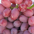 Chinese grape fresh grape new season grape price